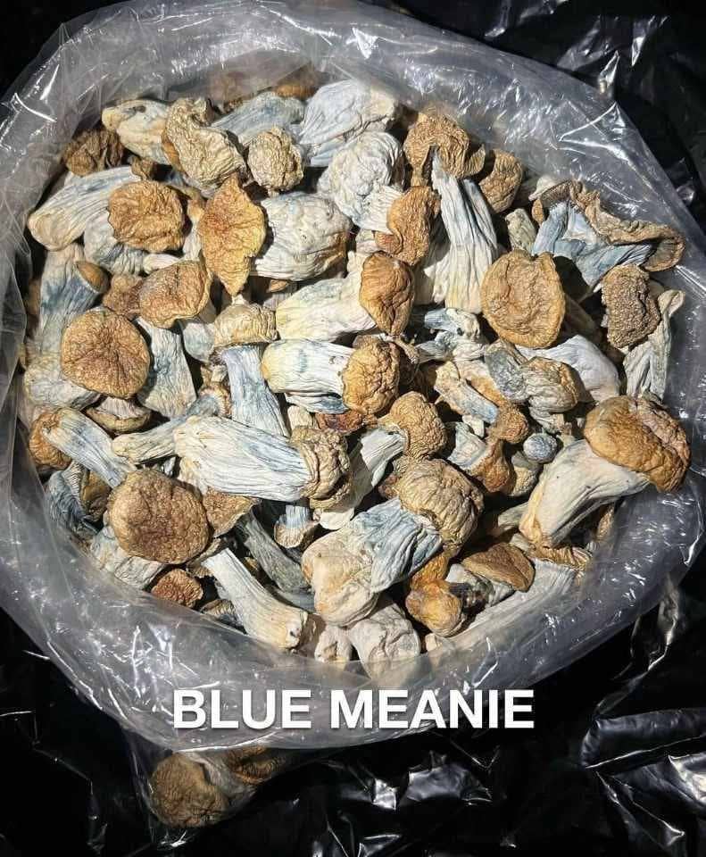 Blue Meanie Mushroom | High Potency Psilocybin