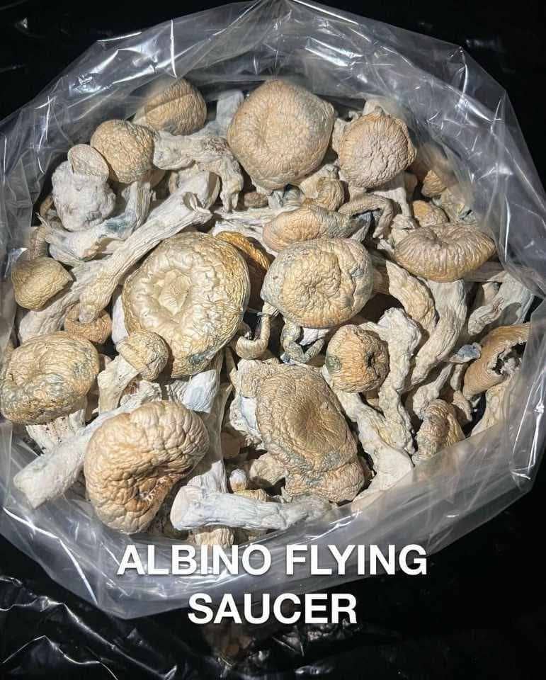 Buy Albyno Flying Saucer Mushrooms | Psilocybe Azurescens Potency